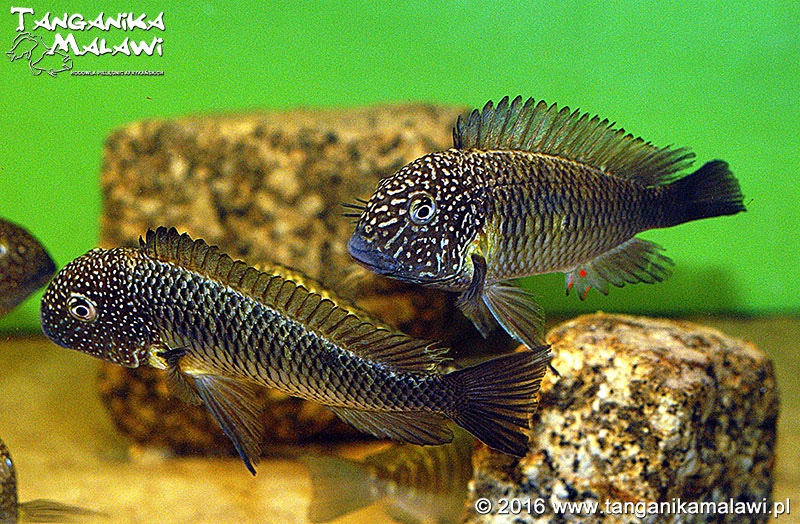 Tropheus sp. 'limespot' Lusingu